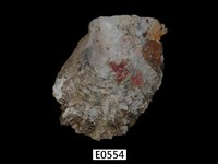 藏品(黑蝶珍珠貝)的圖片